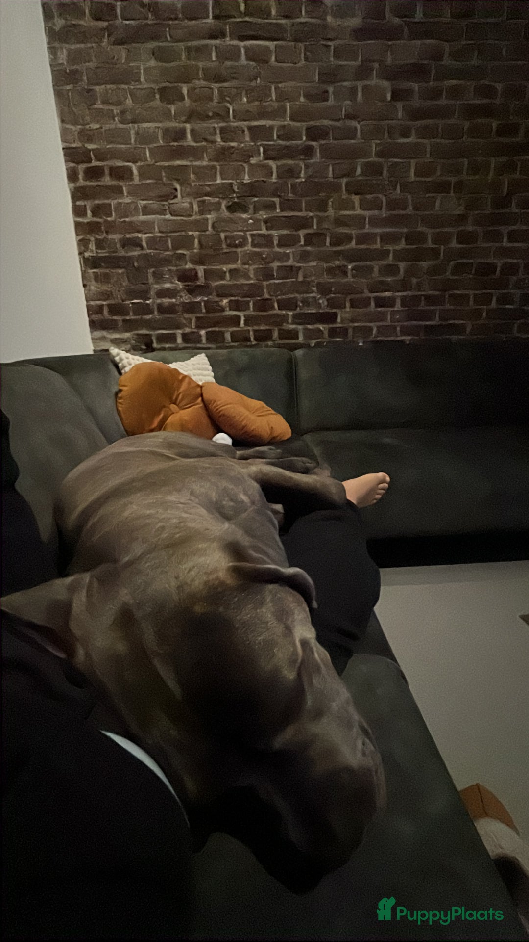 Cane Corso honden te koop: 9 month male Cane Corso w/Pedigree - Advertentie 4