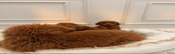 Poedel Toy honden te koop: Beschikbare Toy Poedel pups in Eindhoven - Advertentie 4