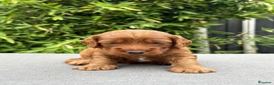 Cockapoo 2