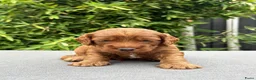 Cockapoo honden te koop: Cockapoo pups in Wanroij - Advertentie 9