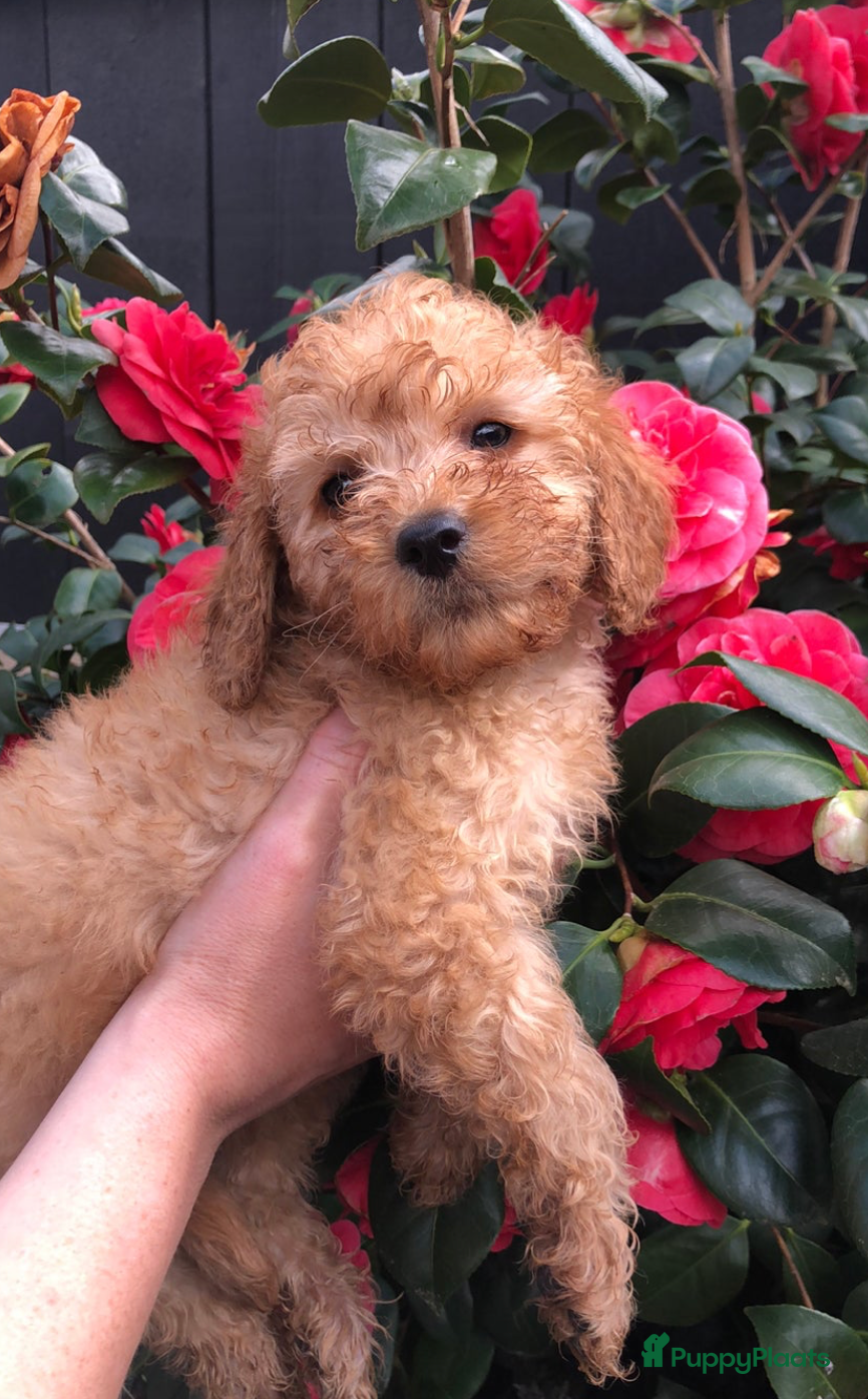 Dwergpoedel honden dwergpoedel pups abrikoos en zwart - Advertentie 1