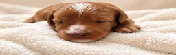 Australian Labradoodle honden te koop: te koop Australian Labradoodle minie - Advertentie 1