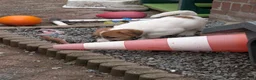 Jack Russel Terriër honden te koop: Nog 4 lieve Jack Russell pups met stamboom  - Advertentie 12