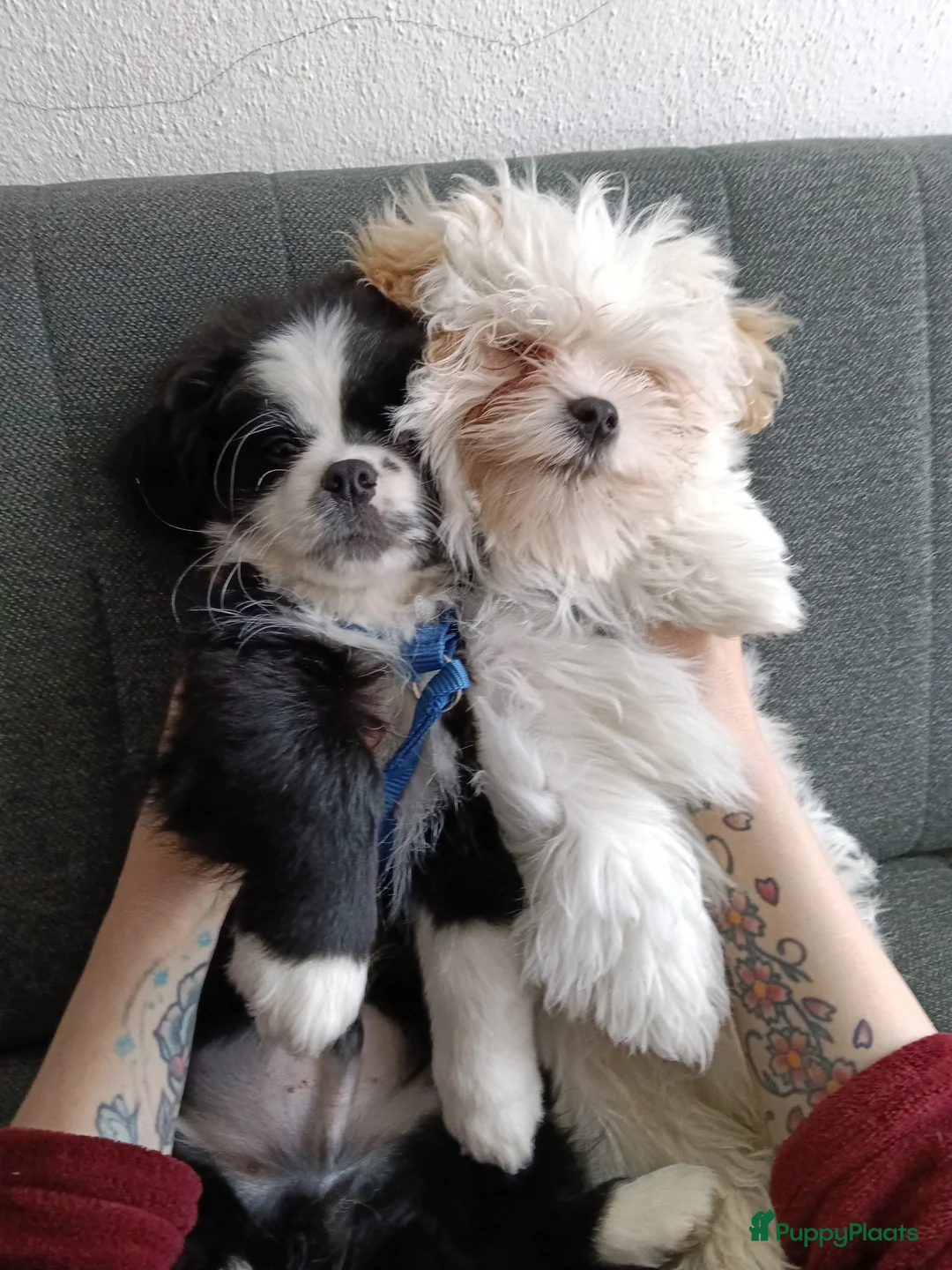 Kruising honden te koop: Leuke  lieve kleine boomer - Advertentie 24