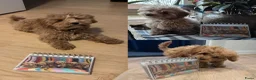 Maltipoo honden te koop: Kleinblijvende Maltipoo F1b donker abrikoos - Advertentie 22