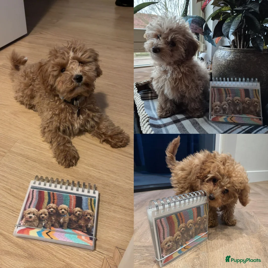 Maltipoo honden te koop: Kleinblijvende Maltipoo donker abrikoos - Advertentie 21