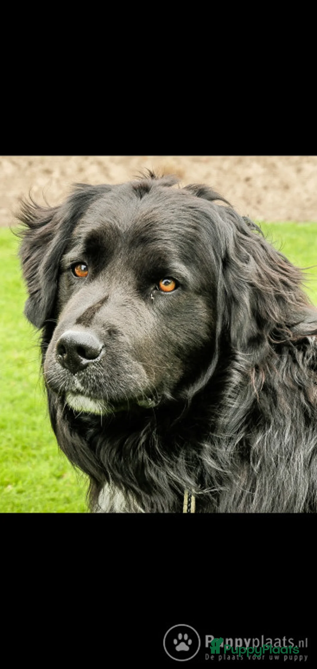 Kruising honden ter dekking: Dekreu |Boulab| Bernersennen x Golden retriever in Renswoude - Advertentie 3