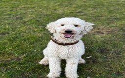 Poedel honden te koop: koningspoedel pups - Afbeelding 13