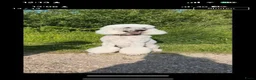 Poedel honden te koop: Grote poedel koningspoedel pup pups - Advertentie 3