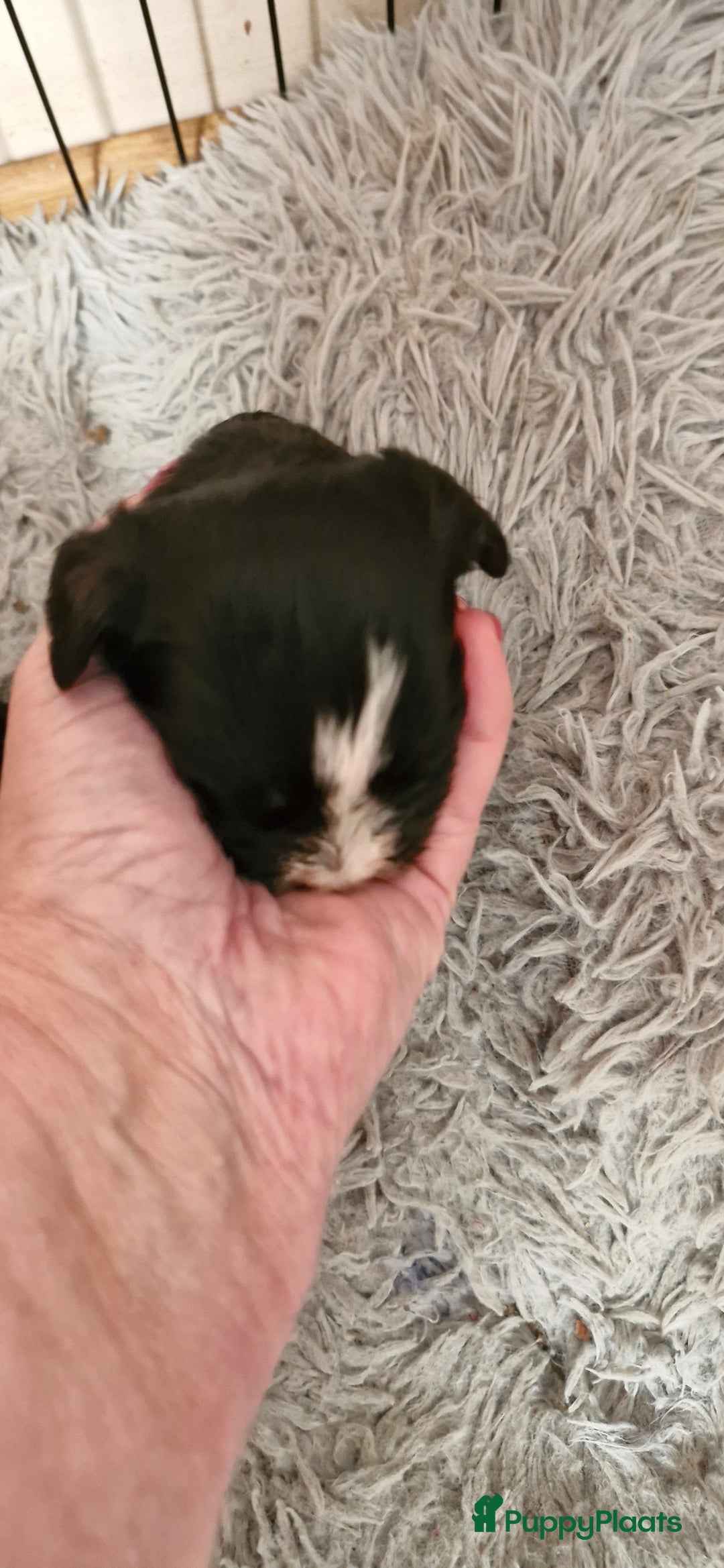 Morkie honden te koop: Morkie - Advertentie 4