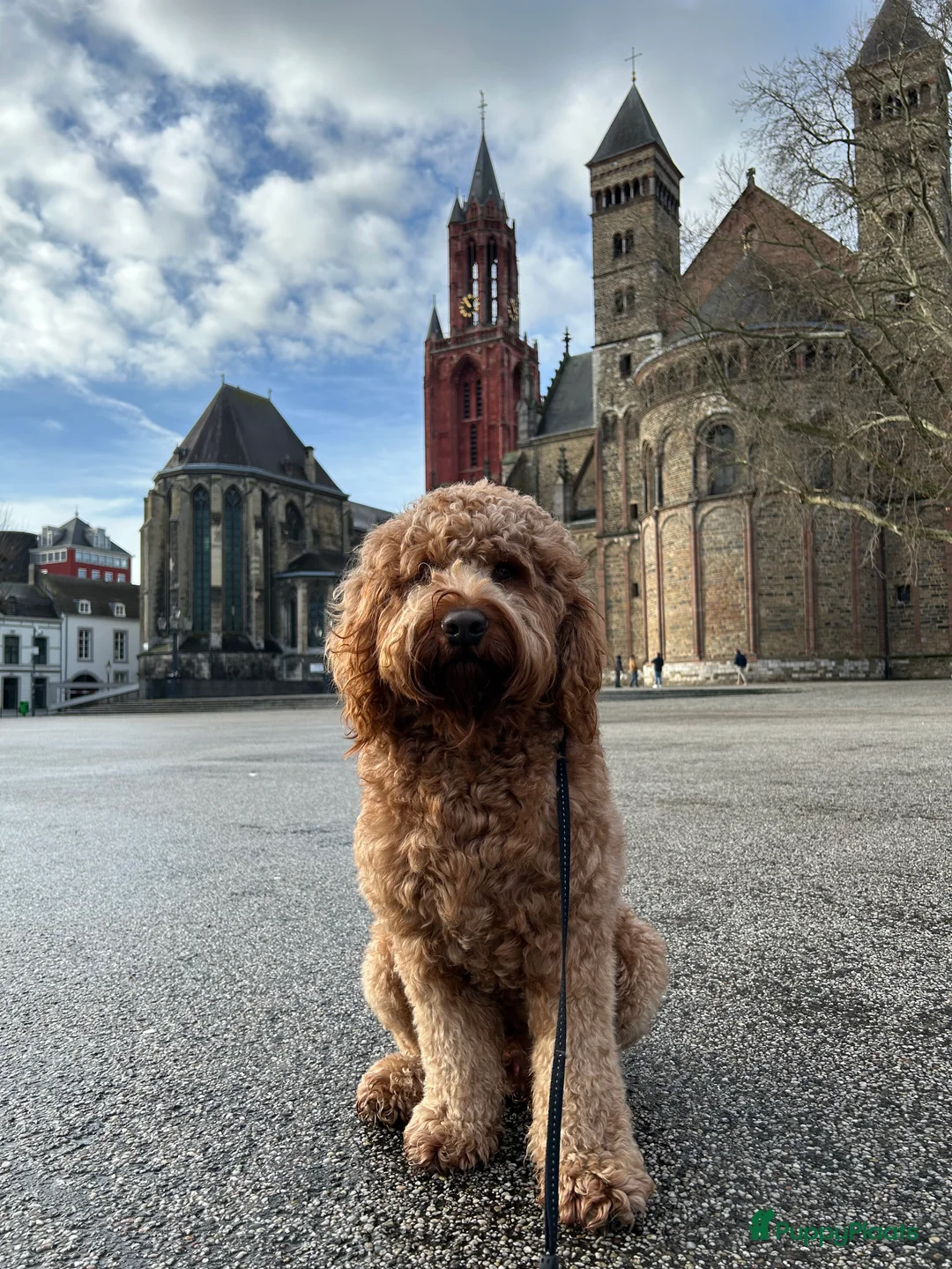 Australian Labradoodle honden ter dekking: Australian Labradoodle dekreu – volledig getest - Advertentie 2
