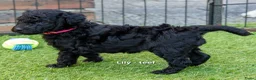 Labradoodle honden te koop: Poedel outcross pups | DNA-geteste ouderdieren - Advertentie 22