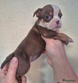 Old English Bulldog Puppy 6