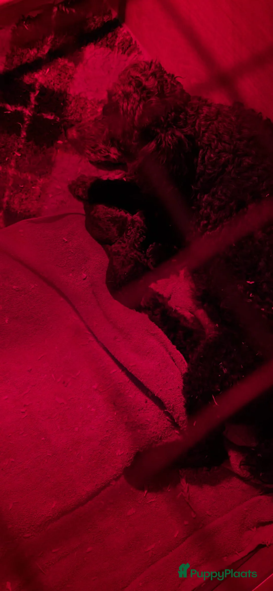 Australian Labradoodle honden te koop: Medium Australian labradoodle pups 🩷💙 - Advertentie 14