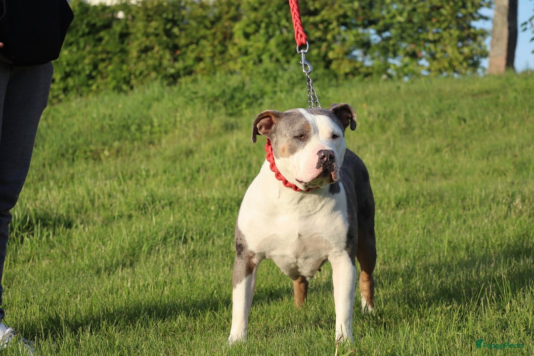 Amerikaanse Bully honden te koop: Laatste american bully XL teefje  - Afbeelding 12