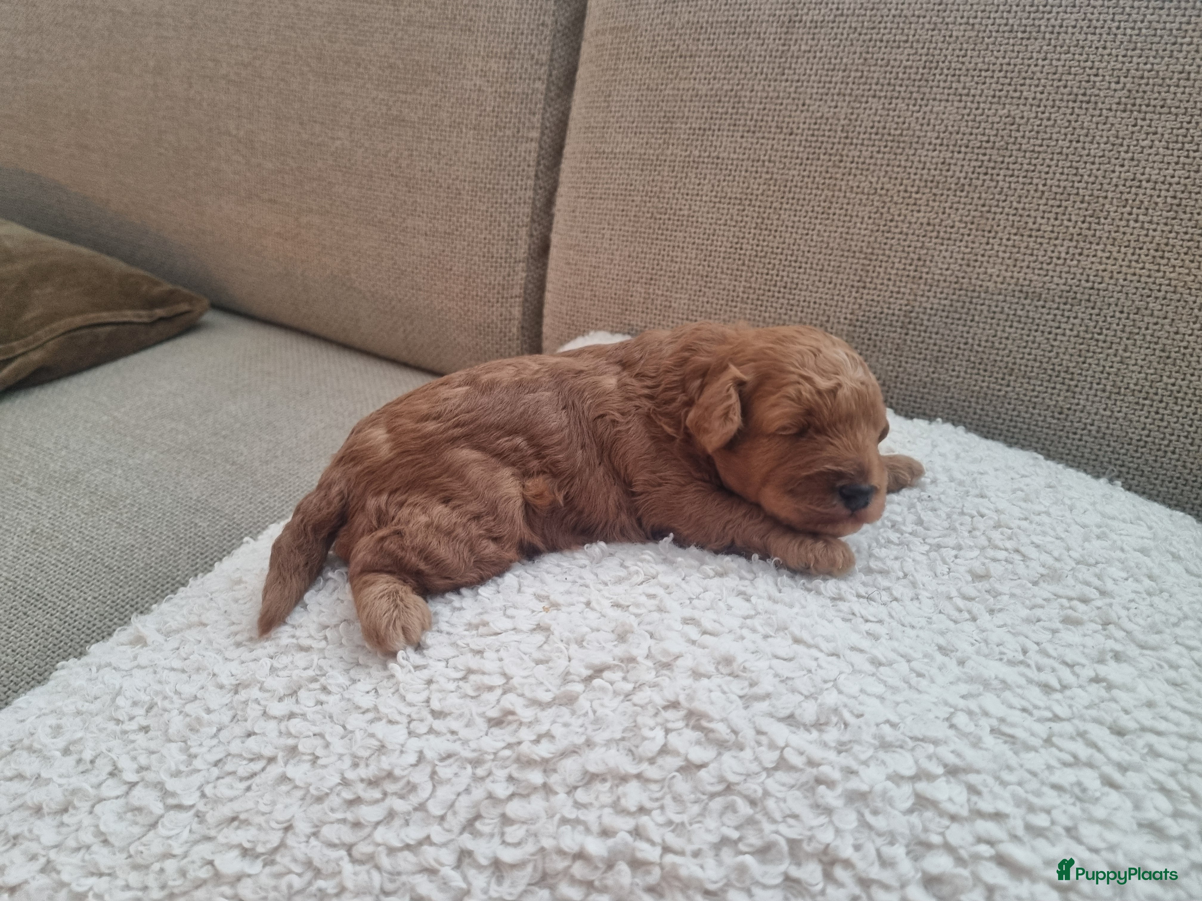 Poedel Toy honden Toypoedel  - Advertentie 2