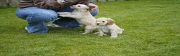 Kruising honden te koop: Lieve kruising labradoodle pups te koop! - Advertentie 4