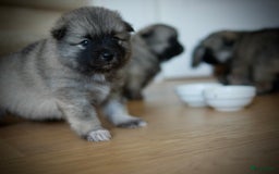 Keeshond honden te koop: Kruising Keeshond X Japanse Spits - Afbeelding 21