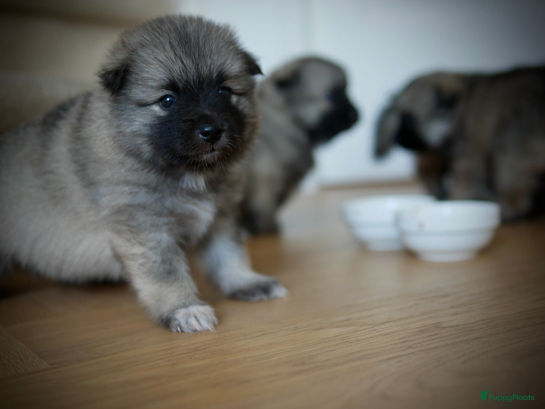 Keeshond honden te koop: Kruising Keeshond X Japanse Spits - Afbeelding 21