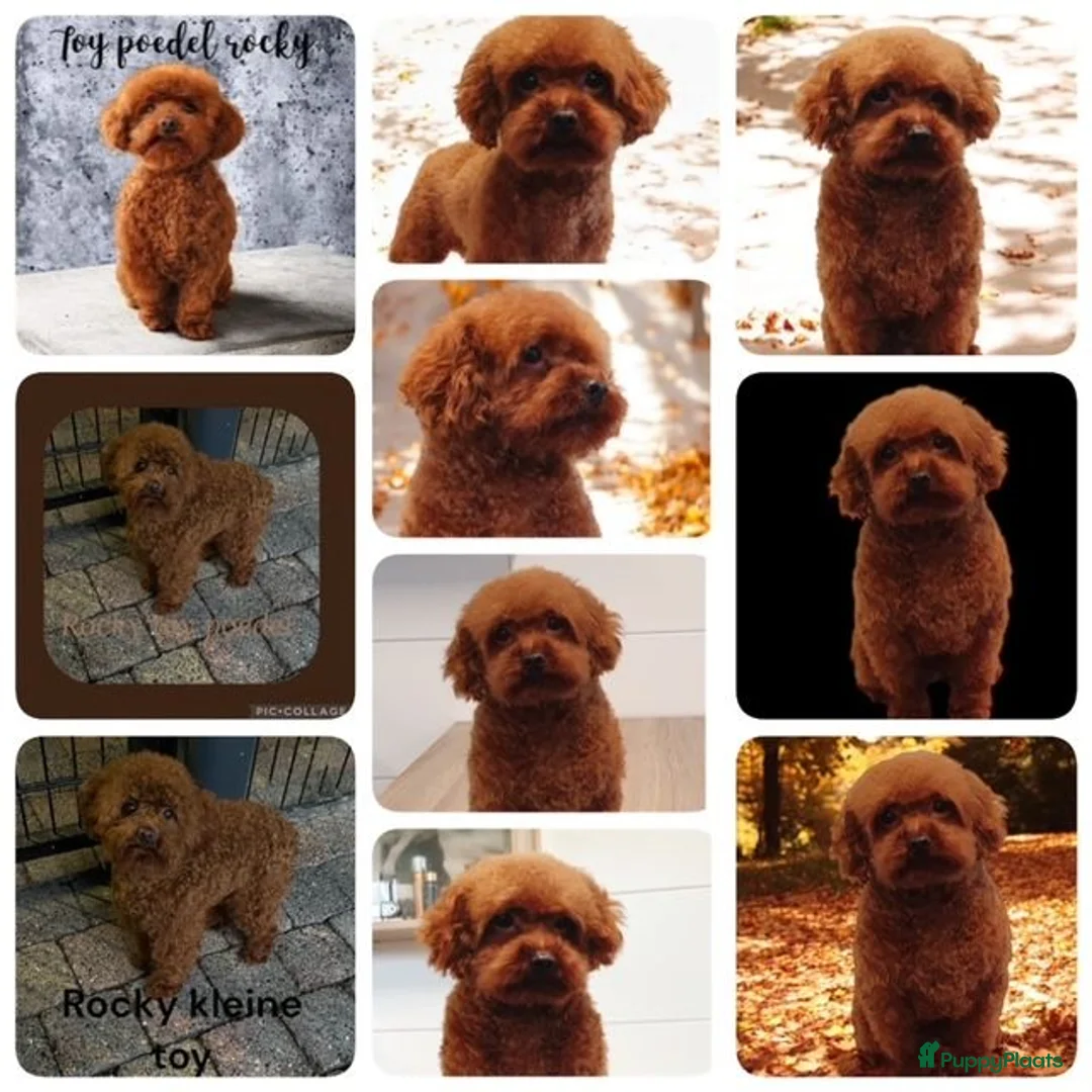 Poedel Toy honden ter dekking: kleine toy poedel dekreu donker rood rocky - Advertentie 3