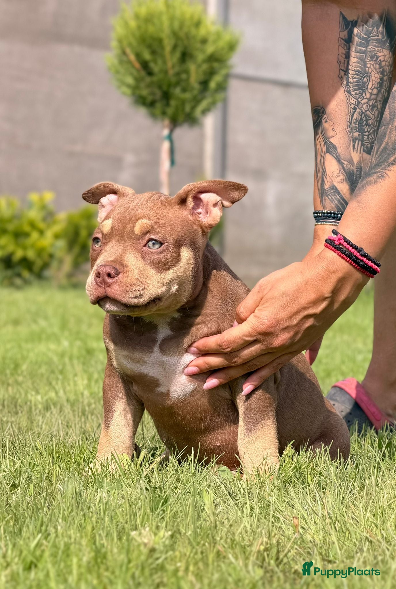 Amerikaanse Bully honden te koop: American bully pocket pups - Advertentie 5