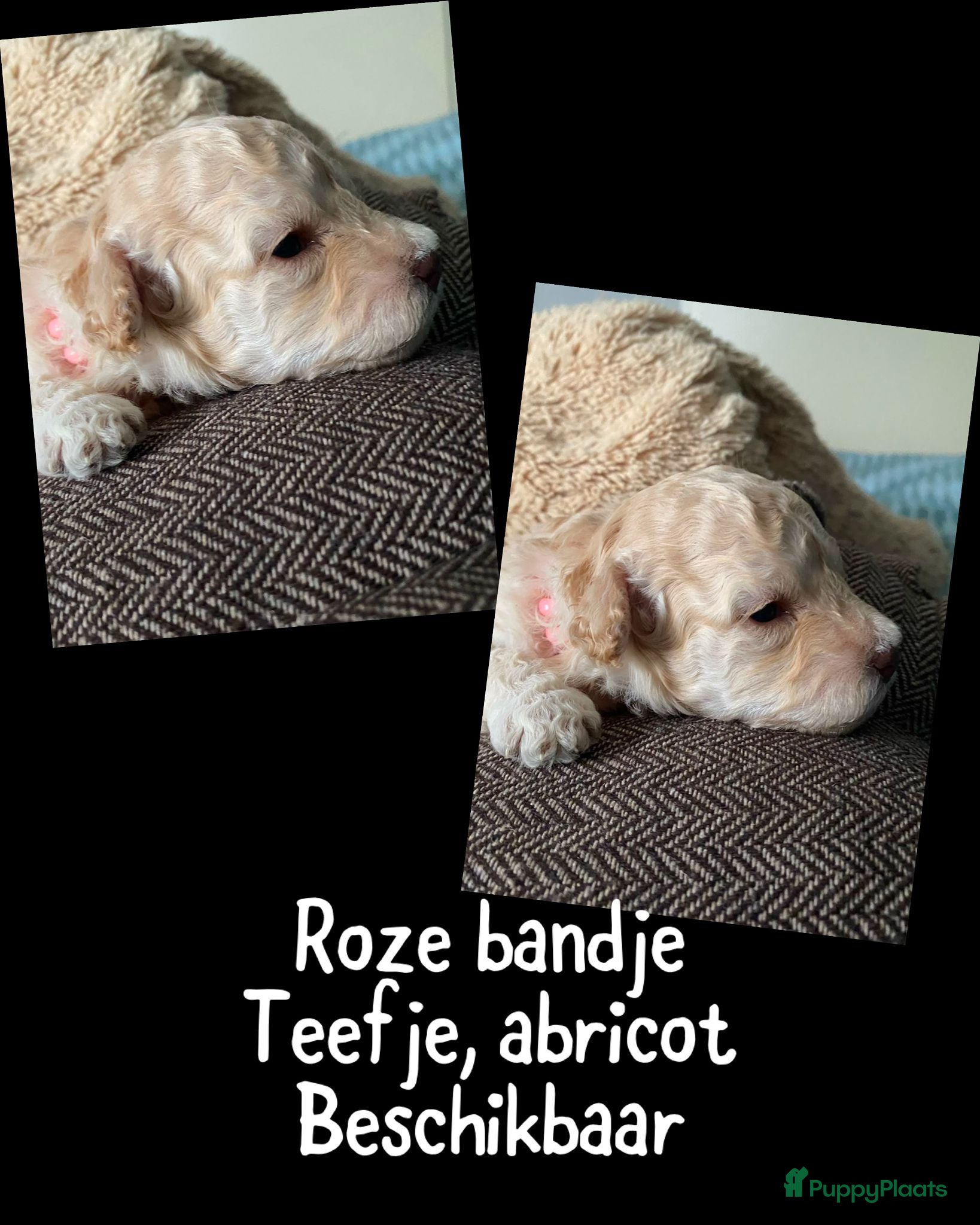 Dwergpoedel honden te koop: Dwergpoedel  - Advertentie 3