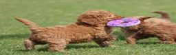 Cockapoo honden te koop: Cockapoo pups - Advertentie 14