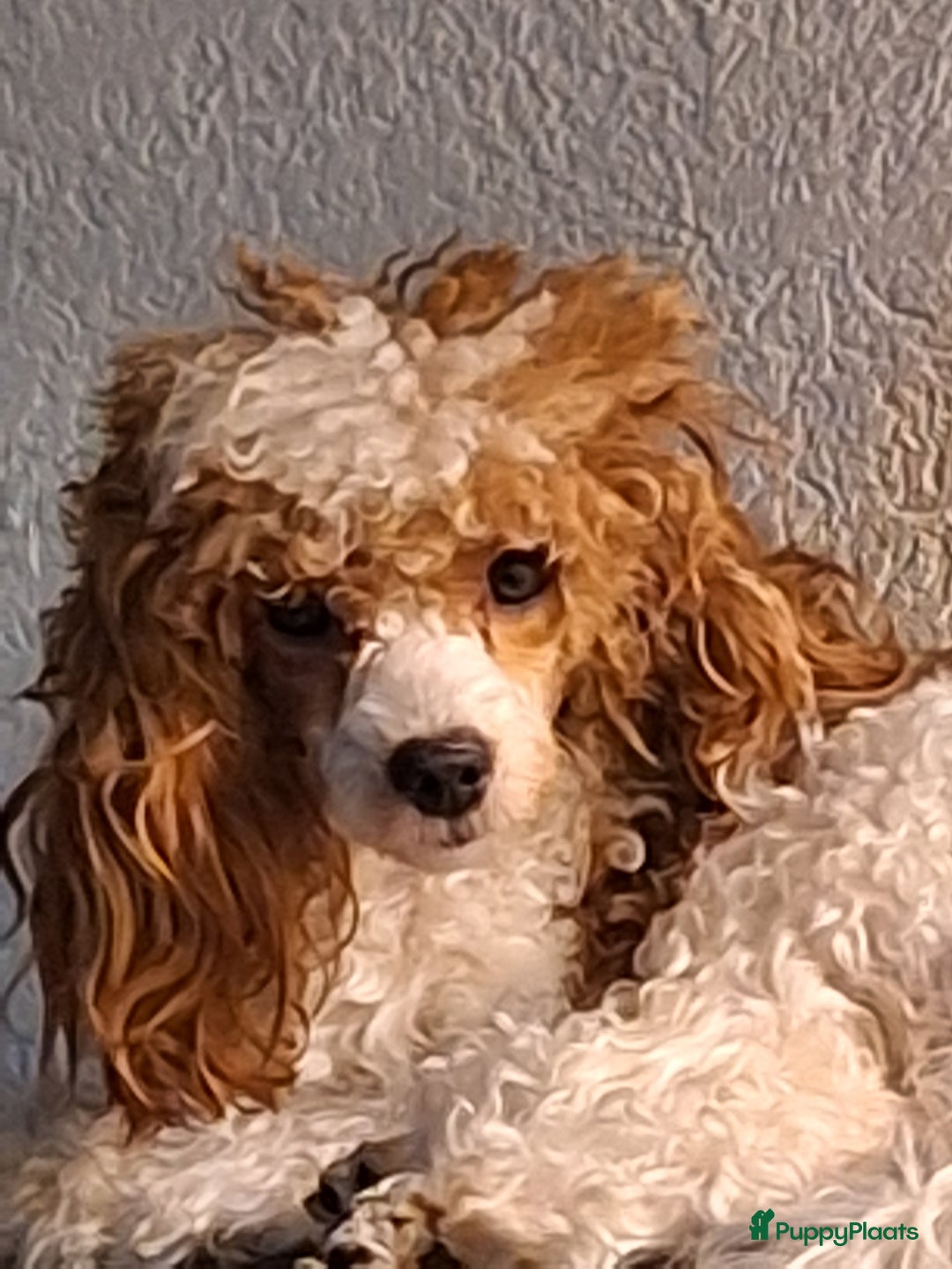 Dwergpoedel honden te koop: Xenna drachtig van 5 puppy's  - Advertentie 12