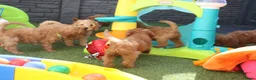 Kruising honden te koop: Prachtig mini Australian labradoodle pupjes - Advertentie 19