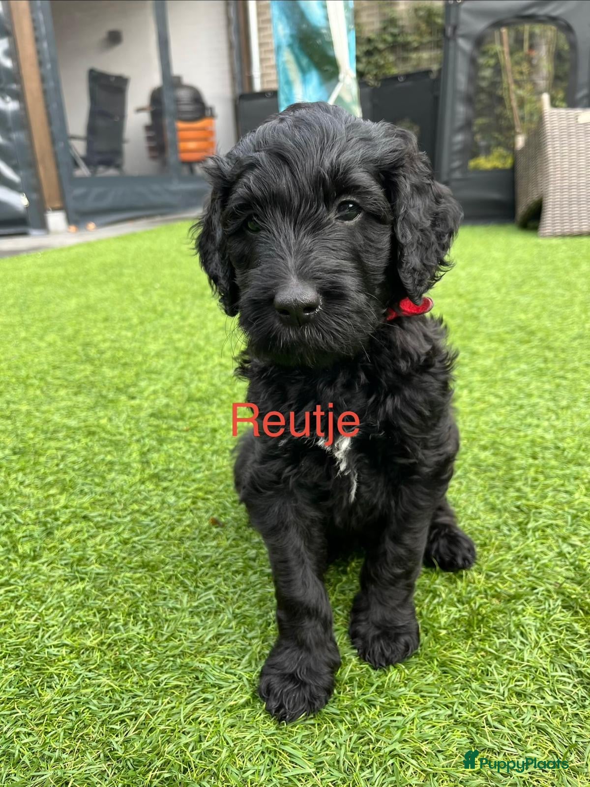 Labradoodle honden Prachtige multigen Labradoodle medium pups - Advertentie 2