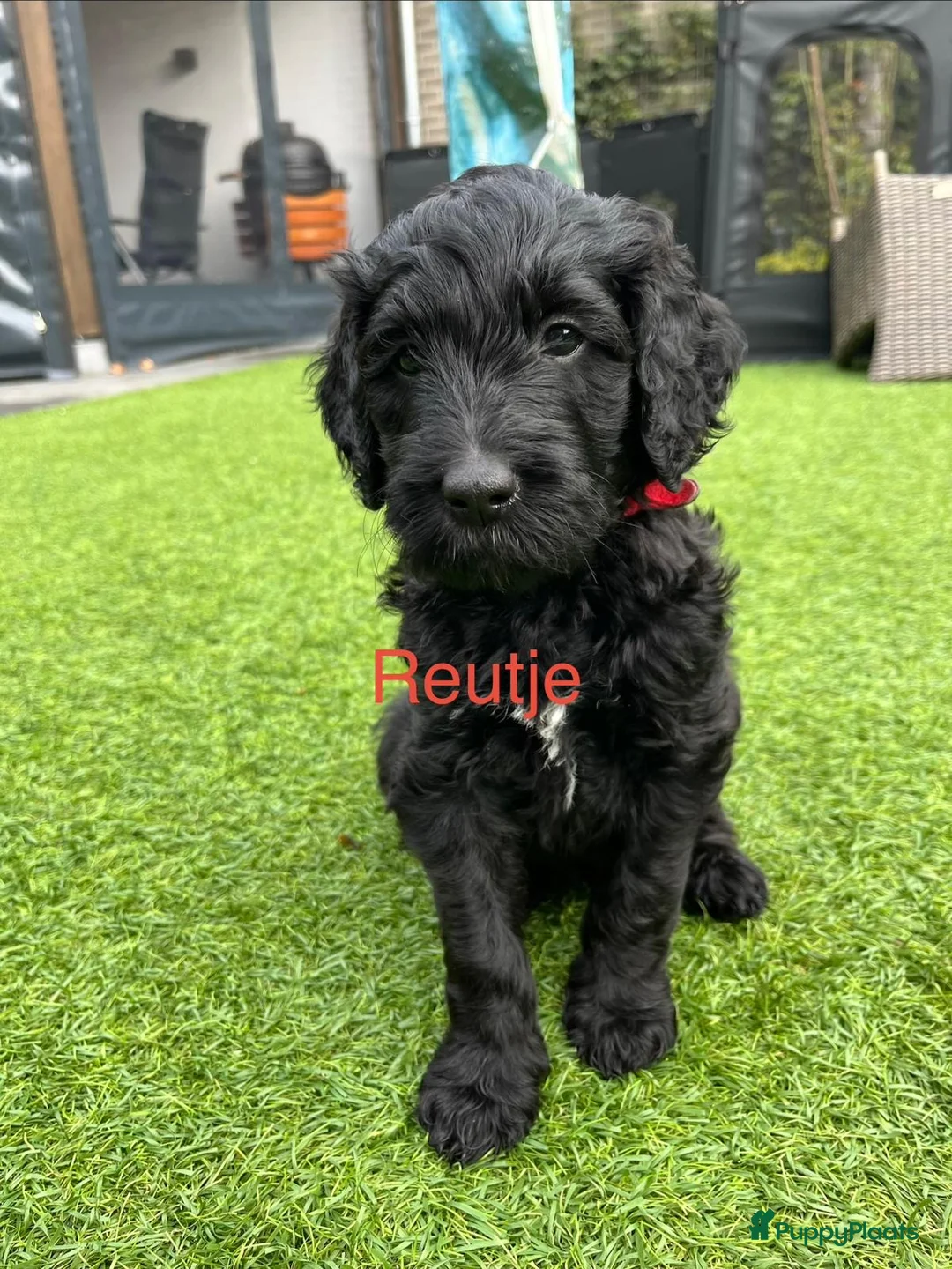 Labradoodle honden te koop: Prachtige multigen Labradoodle medium pups - Advertentie 2