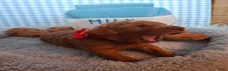 Australian Labradoodle honden te koop: Medium Australian Labradoodles  - Advertentie 4
