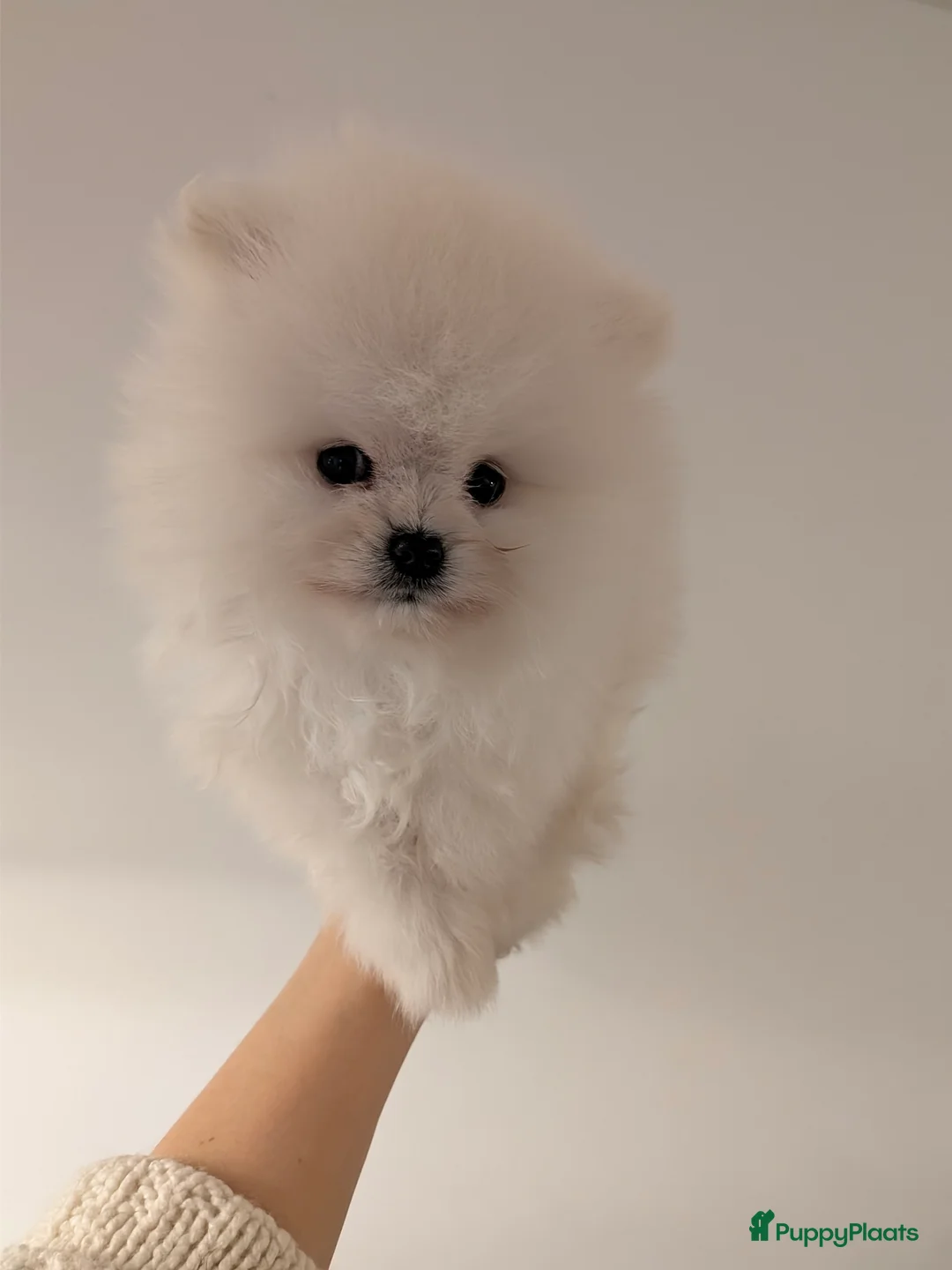 Pomeriaan honden te koop: Witte Pomeriaan pup te koop!  - Advertentie 3