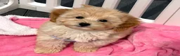 Maltipoo honden te koop: Mini maltipoo pups thuis geboren en grootgebracht - Advertentie 10