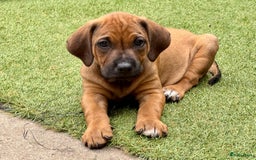 Rhodesian Ridgeback honden te koop: "Prachtige kruising Rhodesians"  in Bavel - Afbeelding 25