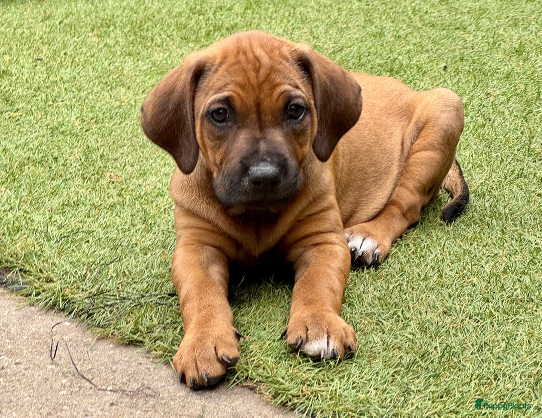 Rhodesian Ridgeback honden te koop: "Prachtige kruising Rhodesians"  in Bavel - Afbeelding 25