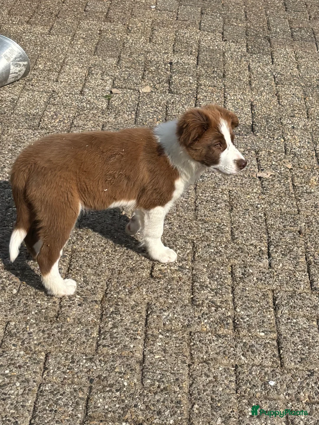 Border Collie honden te koop: Border collie pups  - Advertentie 3
