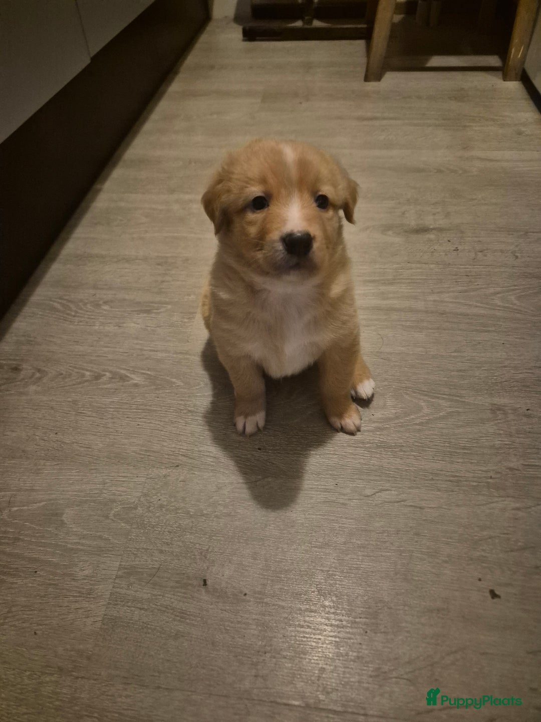 Kruising honden te koop: Lieve aanhankelijke kruising pups - Advertentie 4