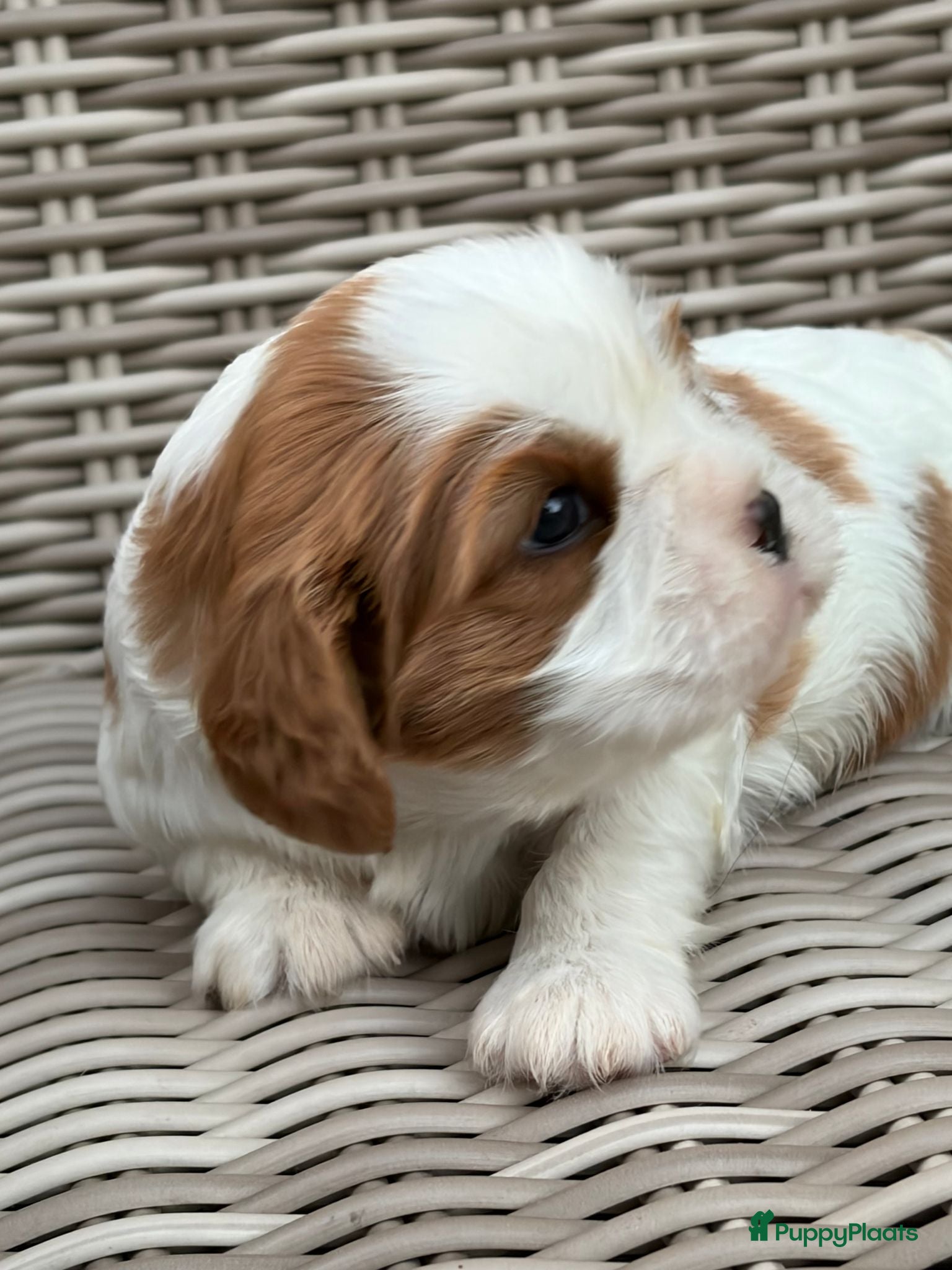 Cavalier King Charles Spaniel honden Prachtige cavalier king charles spaniel pups  - Advertentie 2