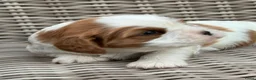 Cavalier King Charles Spaniel honden te koop: Prachtige cavalier king charles spaniel pups  - Advertentie 2