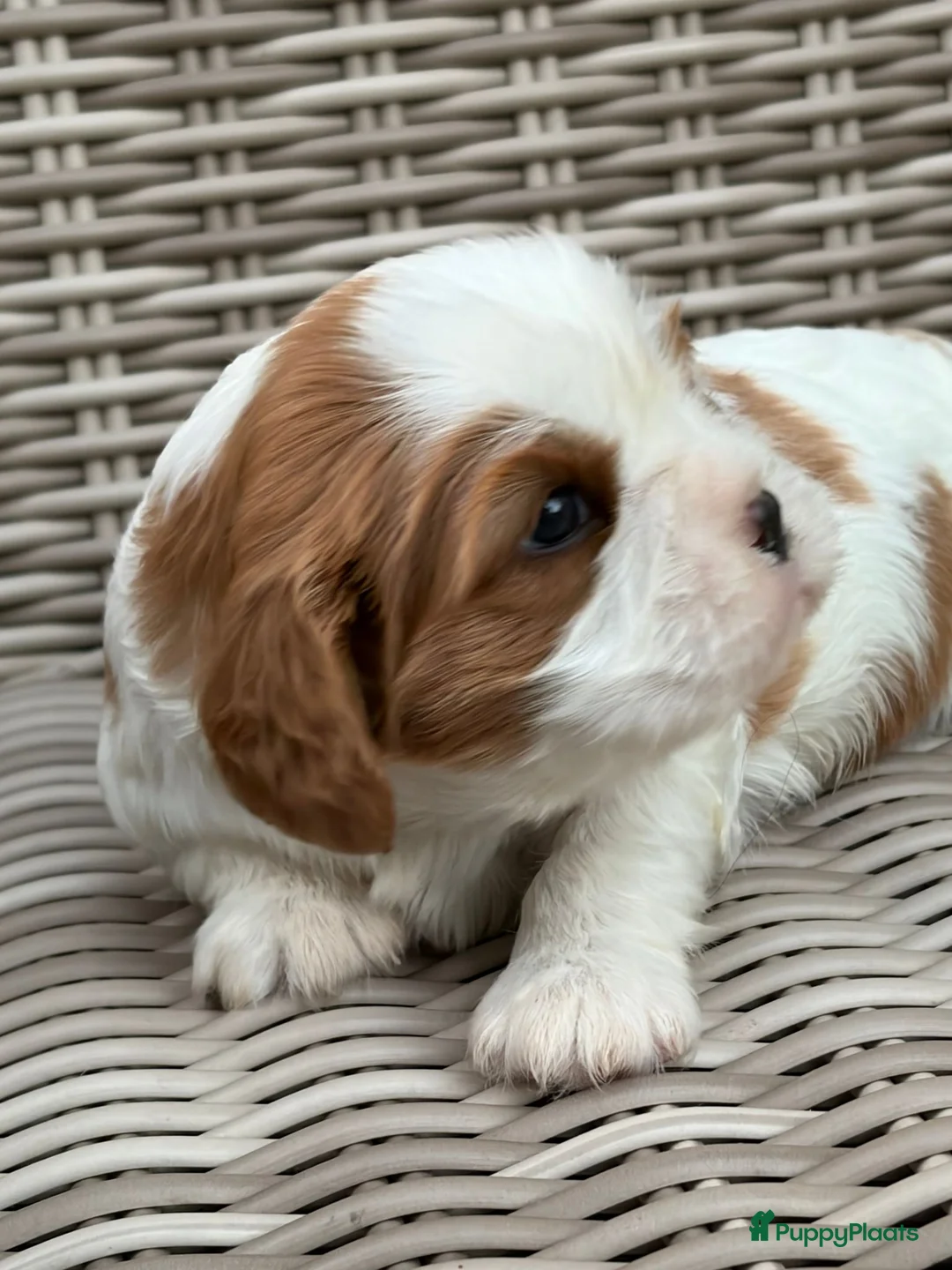 Cavalier King Charles Spaniel honden te koop: Prachtige cavalier king charles spaniel pups  - Advertentie 2