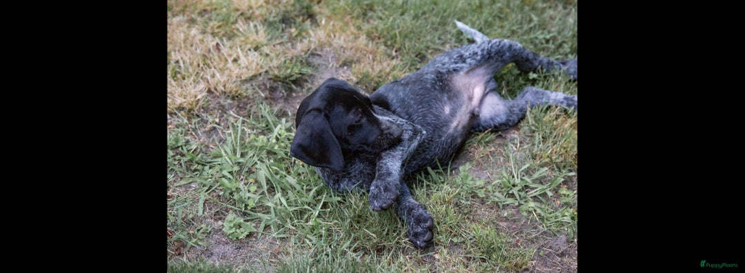 Duitse Staande Hond Draadhaar honden te koop: Duitse staande ruwhaar/draadhaar  - Afbeelding 21