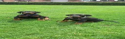 Dobermann honden te koop: Prachtig nestje Dobermann pups - Advertentie 11