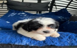 Boomer honden te koop: Boomerpups - Afbeelding 3