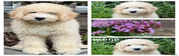 Labradoodle honden te koop: Labradoodle pups. +/- 45 cm - Advertentie 3