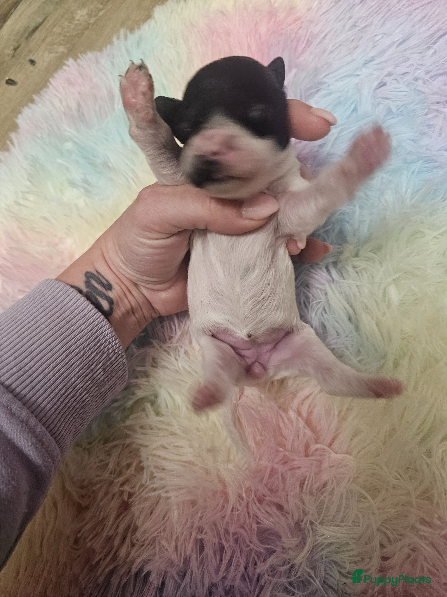 Poedel Toy honden te koop: Knappe toy poedel pups - Advertentie 26