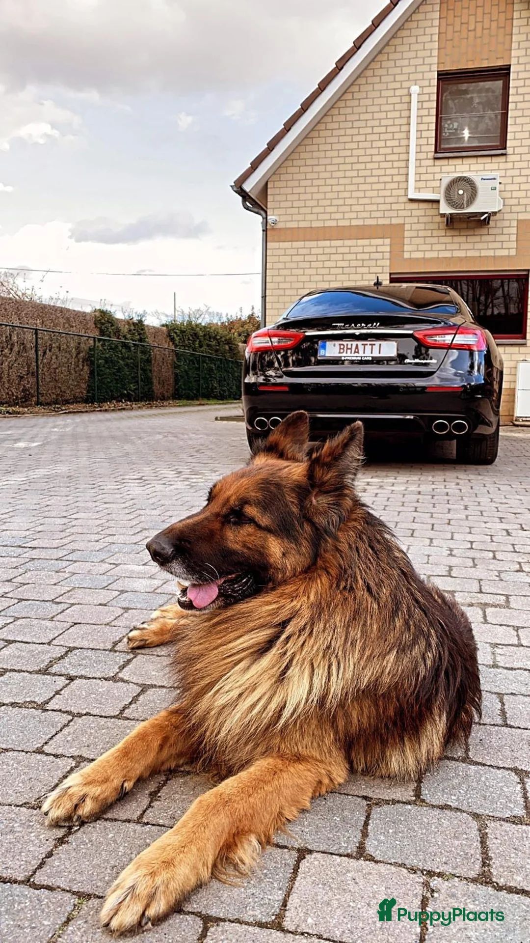 Duitse Herder honden te koop: Herder pup 16 weken (21-9-2025) - Advertentie 14