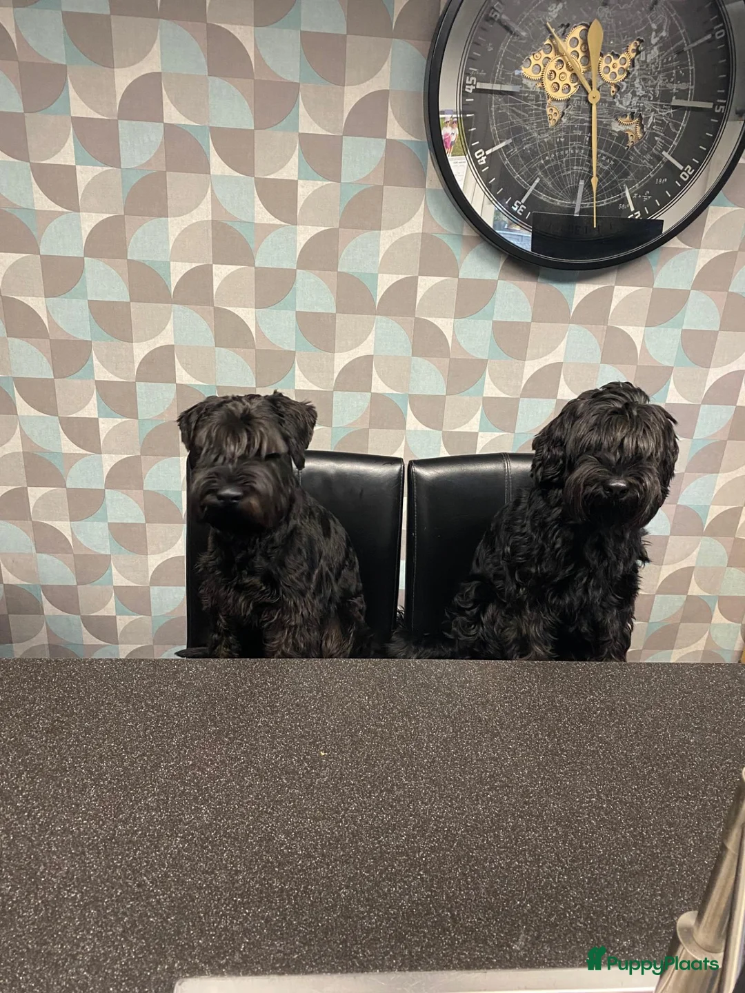 Schnauzer honden te koop: middenslag schnauzer puppy's - Advertentie 6