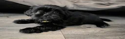 Kruising honden te koop: Shadow 🖤 Shih-Tzu/Boomer pup. Nieuwe foto's  - Advertentie 3