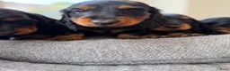 Teckel (langhaar) honden te koop: Teckel standaard langhaar met stamboom - Advertentie 6